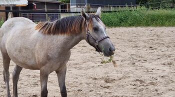 Süßer Jährlings Wallach, Sunny, Horses For Sale, Mülheim an der Ruhr