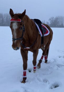 Weihnachtsset fürs Pferd, Weihnachtsschabracke, Weihnachtsbandagen, Weihnachts Trensendeko, Bernadett, Inne podkładki pod siodło, Kaufbeuren