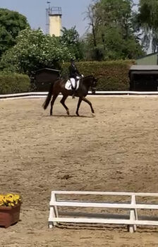 Tolle 6 jährige Allrounder Stute