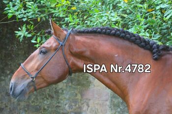 Toller PSL Nachwuchs für Working Equitation