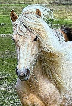 Tolle Jungstute in schicker Farbe mit viel Tölt