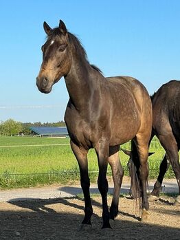 Toller Spanier in Falkoptik, Katharina Lehmann (Pferdevermittlung Leus), Konie na sprzedaż, Indersdorf