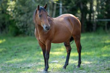 Tolles Reining/Ranch Horse/Allround Prospect, Kerstin Rehbehn (Pferdemarketing Ost), Konie na sprzedaż, Nienburg