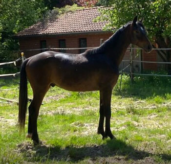 Tolles Pferd zum selber ausbilden, Jessy, Konie na sprzedaż, Neustadt am Rübenberge
