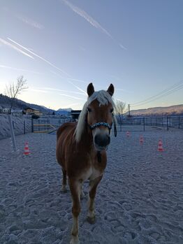 Tolles Pferd für lange Ausritte !, Melanie, Konie na sprzedaż, Klagenfurt