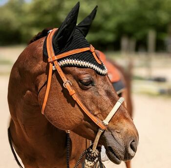 Tolles Lehrpferd (Quarter Horse), Kerstin Rehbehn (Pferdemarketing Ost), Konie na sprzedaż, Nienburg