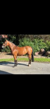Tolles Springpony/Kinderpony/Freizeitpony/Hunter