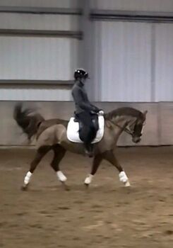 Tolles Kinderpony, Reitpony, Pony Wallach, Simone , Konie na sprzedaż, Moorweg