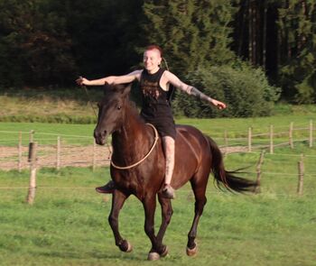 Tolles Freizeit Pony sucht Bestplatz, Sandro, Konie na sprzedaż, Pfullendorf 