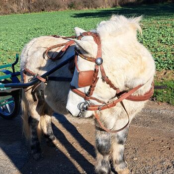 Tolles Pony mit viel Potential