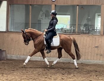 Toller Reitpony Wallach sucht neuen Wirkungskreis