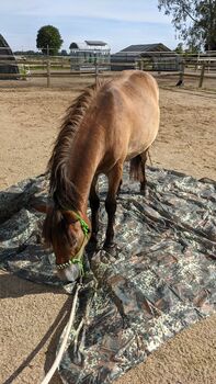 Toller nervenstarker Ponywallach mit viel Potential sucht Traumzuhause