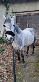 Toller Freizeit Wallach