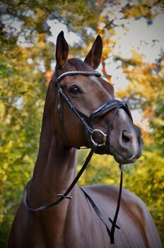 Toller Allrounder Wallach, Stkm 172, 8 Jahre, D. A., Konie na sprzedaż, Essen