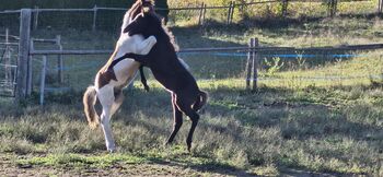 Sykur vom Wallersberg, AT2025150268