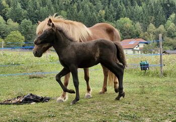 Sykur vom Wallersberg, AT2025150268