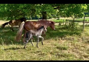 Sykur vom Wallersberg, AT2025150268, Manfred Krammer, Pferd kaufen, Völkermarkt 