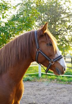 Sympathische Cruzado-Stute, Melanie Kullmann, Horses For Sale, Mannheim