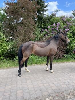 Sympathische, elegante Welsh Cob Stute