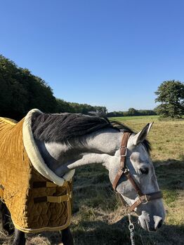 Sympathischer Springnachwuchs nach Flic en Flac, Mara, Konie na sprzedaż, Knittelfeld
