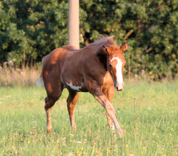 sorrel overo splash Paint Horse Stutfohlen mit blauem Auge, Kerstin Rehbehn (Pferdemarketing Ost), Konie na sprzedaż, Nienburg