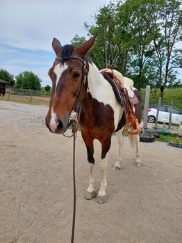 Suche eine Reitbeteiligung auf braver Scheckstute