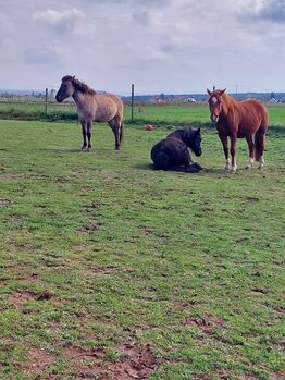 Suche Reitbeteiligung für meinen Tarpan-Konik-Mix, Röttenbach (Erlangen)
