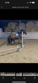 Suche ein Pony/ Pferd als Freizeitpartner
