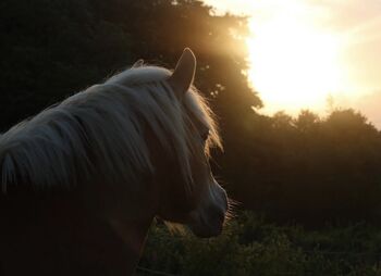 Pony/ Kleinpferd gesucht, Li_Wi , Konie na sprzedaż, Stoltebüll
