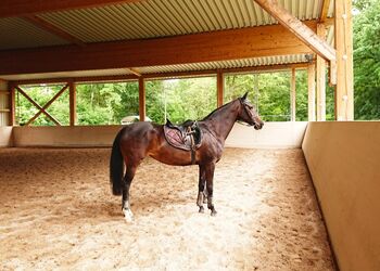 Suche leichten Reiter/in für Stute in Remseck am Neckar, Urmeli Urmel, Horse Sharing
, Ostelsheim