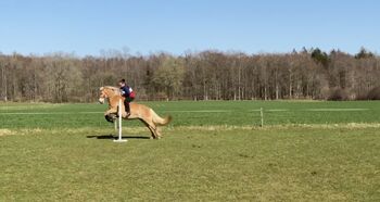 Suchen zuverlässige Reitbeteiligung