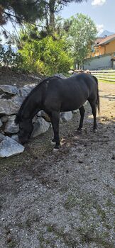​Schicke Huzulen-Rappstute, Zoe Arentsen, Konie na sprzedaż, Flachau