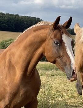 Chicke Verbandsprämienstute