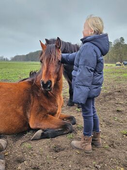 Schicker und freundlicher Asil Ägyptischer Hengst ca 1,56 aus 2022 mit Prämie