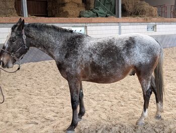 Schicker Wallach in Sonderlackierung