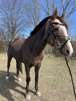 Mexikanische Trense schwarz Premier Equine COB/VB, Premier Equine Glorioso , Mailin Glaser, Ogłowia, Rostock