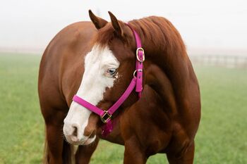 Talentierte, ganz liebe Allrounderin mit Reining-Abstammung