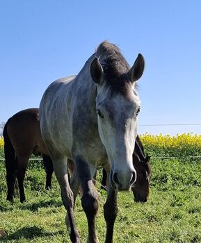 Talentierter Lusitano für anspruchsvolle Reiter