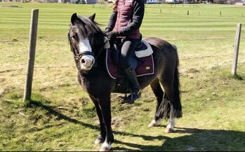 Talentierte Ponystute, Michaela, Horses For Sale, Liezen