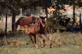 Talent for the ambitious classical rider or breeder, Kseniya, Konie na sprzedaż, Kruisem