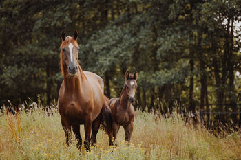 Talent for the ambitious classical rider or breeder