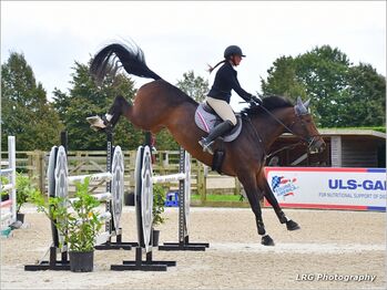 Talented 8 yr old Show Jumping Mare