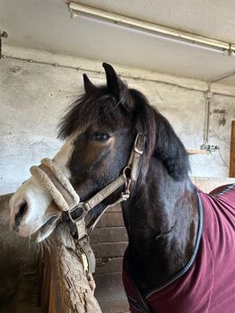 Talentierte Ponystute, Michaela, Horses For Sale, Liezen