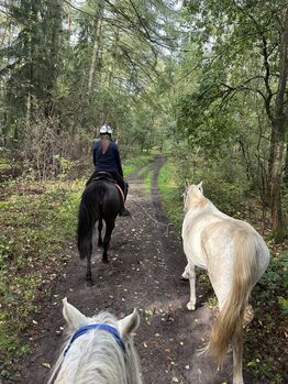 Talentierte Prämien Araberstute 1,56 aus 2020 als Zucht oder Reitpferd
