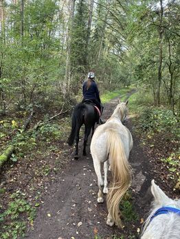Talentierte Prämien Araberstute 1,56 aus 2020 als Zucht oder Reitpferd, Veronika Suerig, Horses For Sale, Wietze