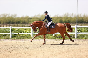 Talented show jumping/ hunter, lucie Lindsay, Konie na sprzedaż, Pooksgreen