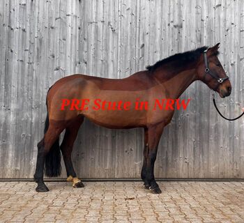 Talentierte, unverbrauchte PRE Stute in NRW, ISPA - Iberische Sportpferde Agentur (ISPA - Iberische Sportpferde Agentur), Horses For Sale, Bedburg