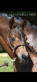 Talentierte Jährlingsstute zu verkaufen