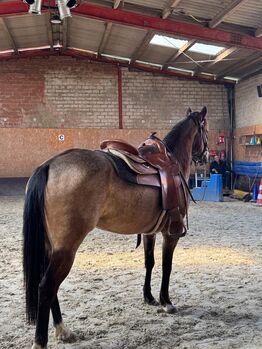 Talentierte, langsam gestartete Quarter Horse Stute