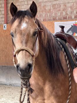 Talentierte, langsam gestartete Quarter Horse Stute